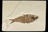 Detailed Fossil Fish (Knightia) - Wyoming #186443-1